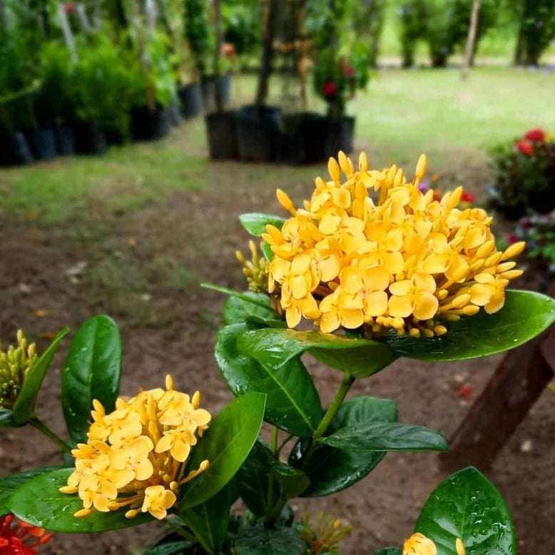 Ixora Yellow All Time Flowering Live Plant