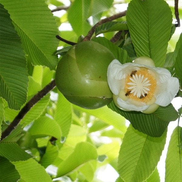 Elephant Apple Tree (Dillenia indica) Live Plant