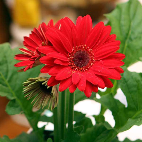 Gerbera Red Flowering Live Plant - Pot with Flowers