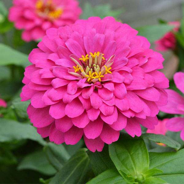 Zinnia Pink Flowering Live Plant