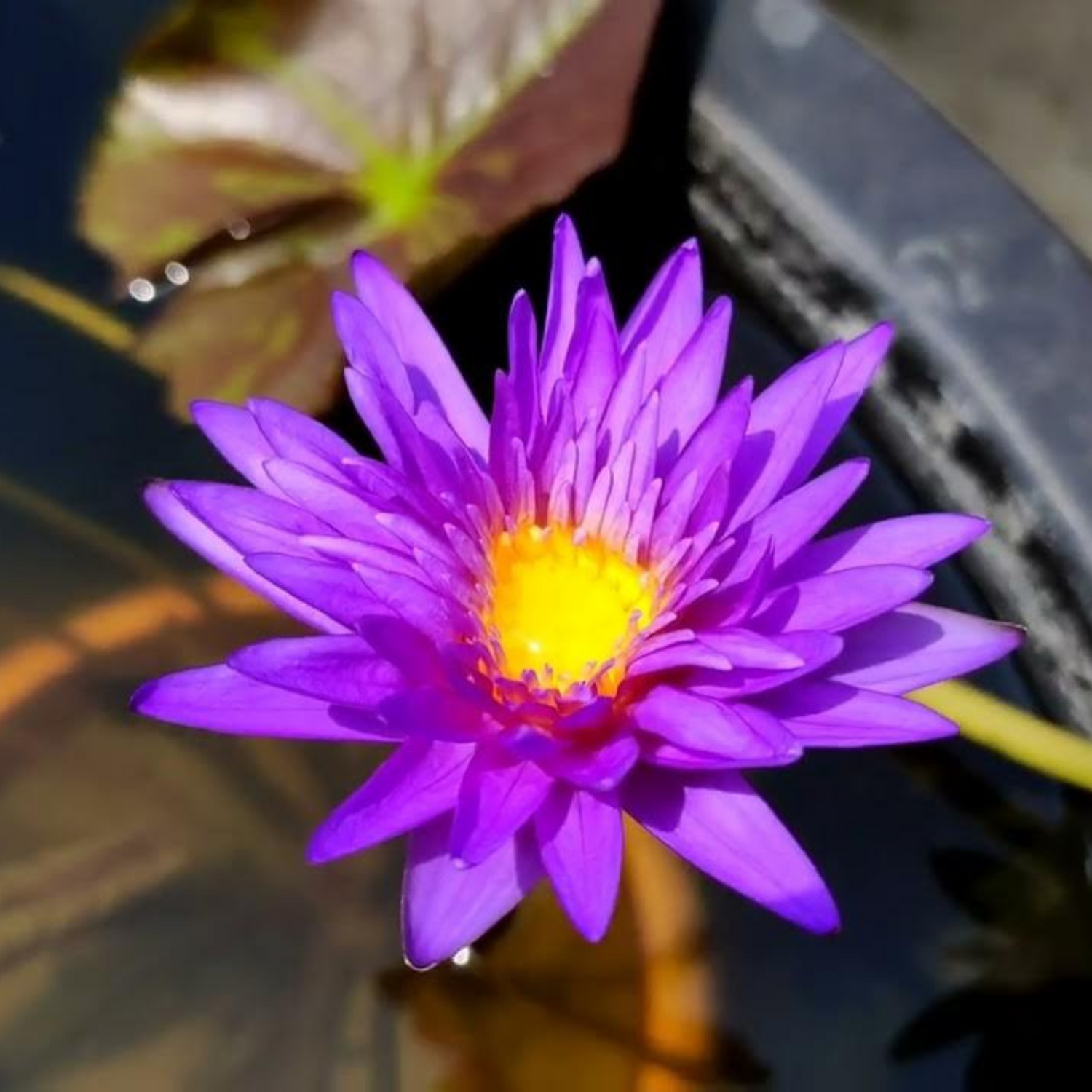 Nymphaea Rishi (Tropical Water Lily)