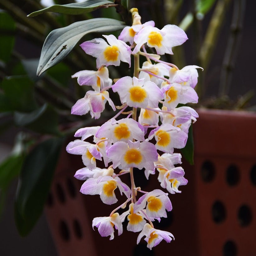 Dendrobium Farmeri Pink - Blooming Size