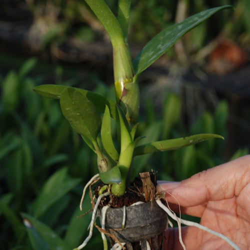 Dendrobium Pink Stripe (Extra Big Size Seedling)