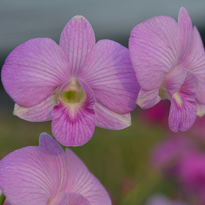 Dendrobium Pink Stripe (Extra Big Size Seedling)