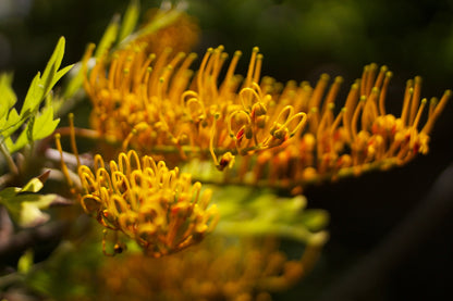 Silk Oak Tree (Grevillea robusta) Live Plant