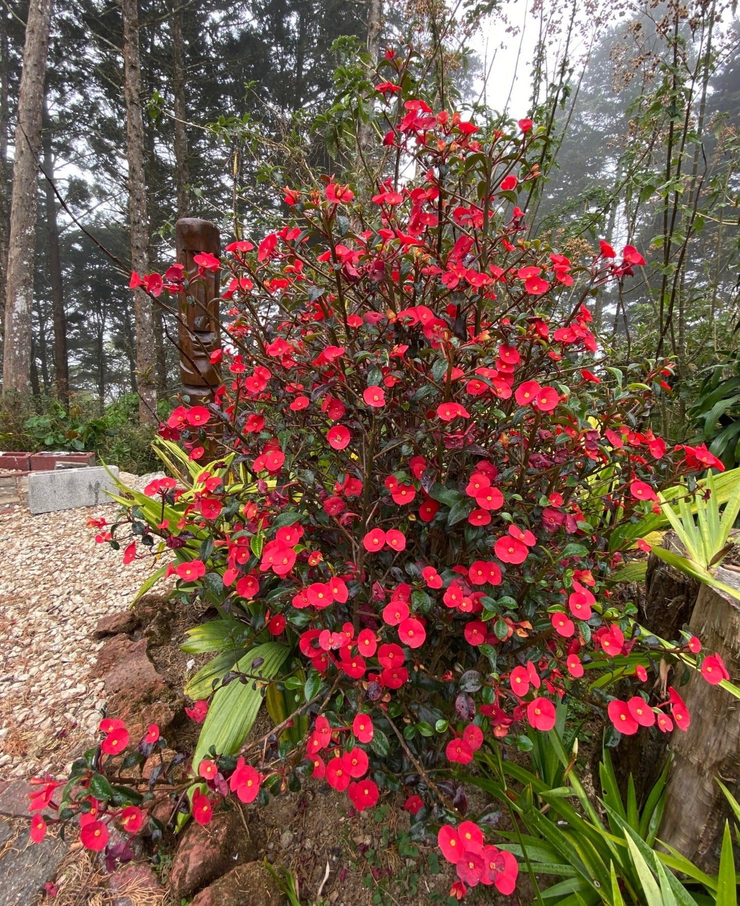 Euphorbia Geroldii (Thornless Crown of Thorns) Flowering Live Plant