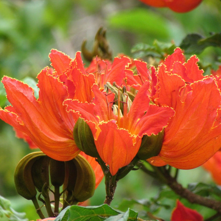 Spathodea Campanulata Red (African tulip tree) Live Plant – Seed2Plant