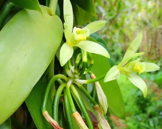 Vanilla Beans Creeper / Climber Plant Spice Plant