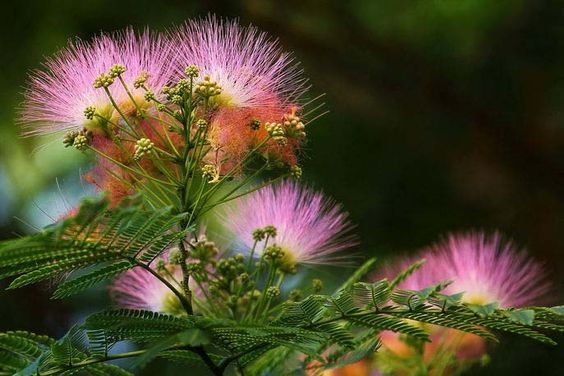 Calliandra Pink &amp; White (Calliandra Surinamensis) All Time Flowering Live Plant