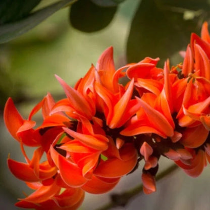 Red Palash (Butea monosperma) All Time Flowering Layered Live Plant