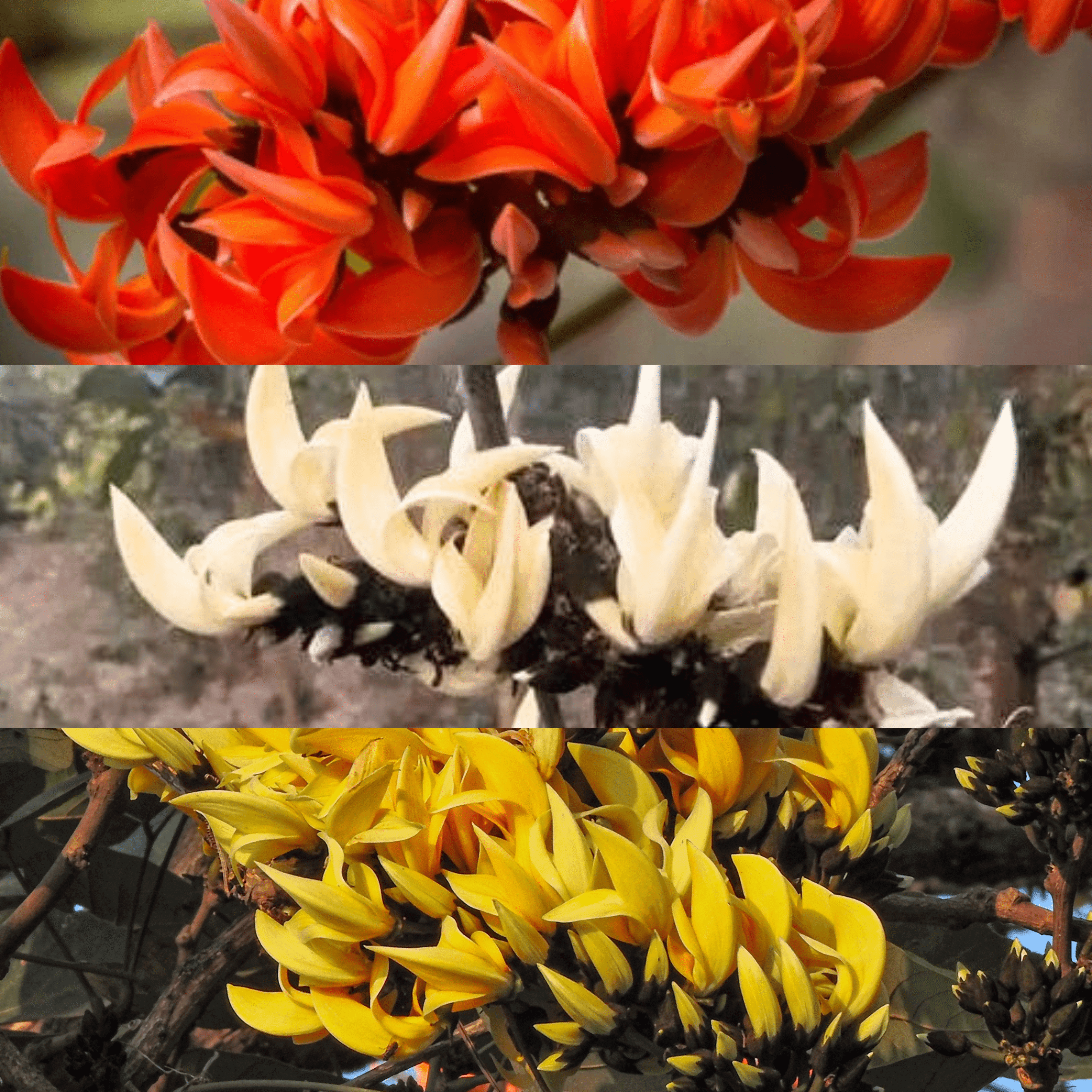 Yellow, Red &amp; White Palash Combo All Time Flowering Layered Live Plants