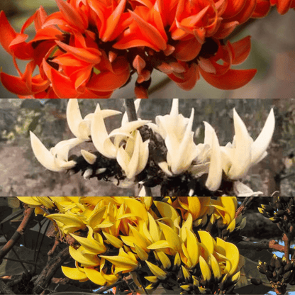 Yellow, Red &amp; White Palash Combo All Time Flowering Layered Live Plants