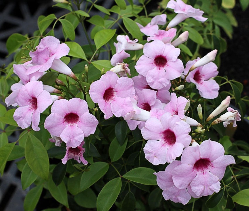 Pandora Jasminoids Pink Flowering Live Plant - Green Leaves