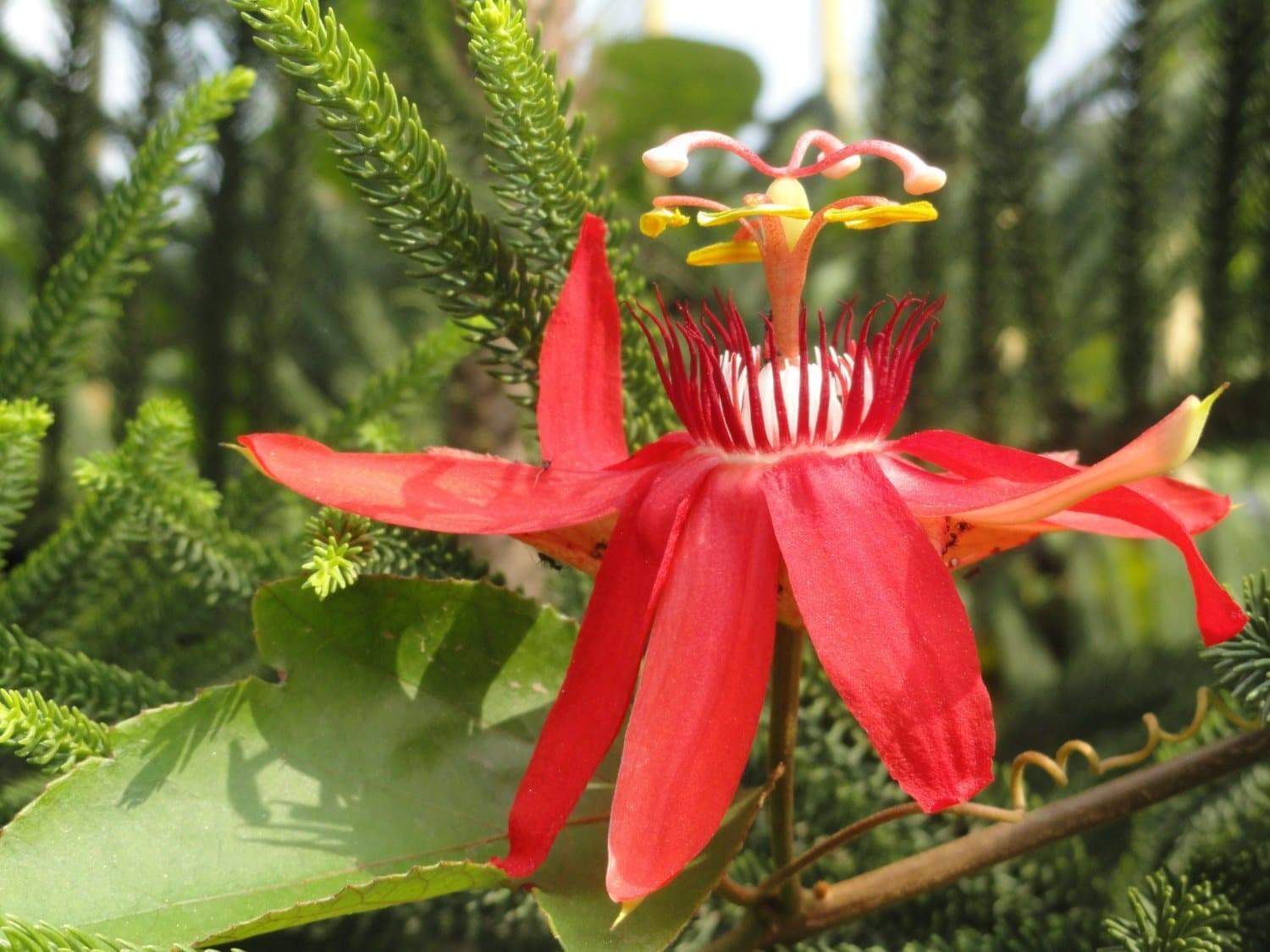 Passiflora Red Krishna Kamal (Red Passion Flower) All Time Flowering Live Plant