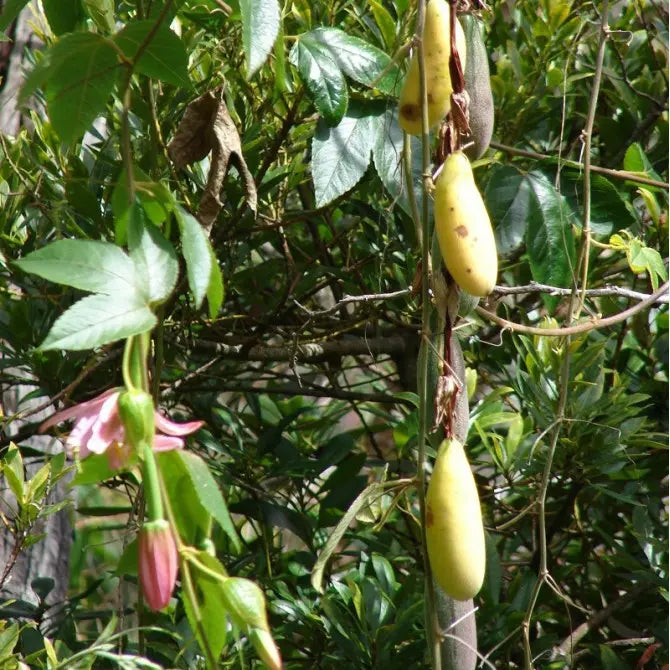 Banana Passion Fruit (Passiflora Tripartita Mollissima) Live Plant