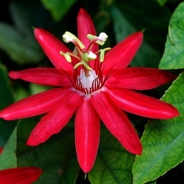 Passiflora Red Krishna Kamal (Red Passion Flower) All Time Flowering Live Plant