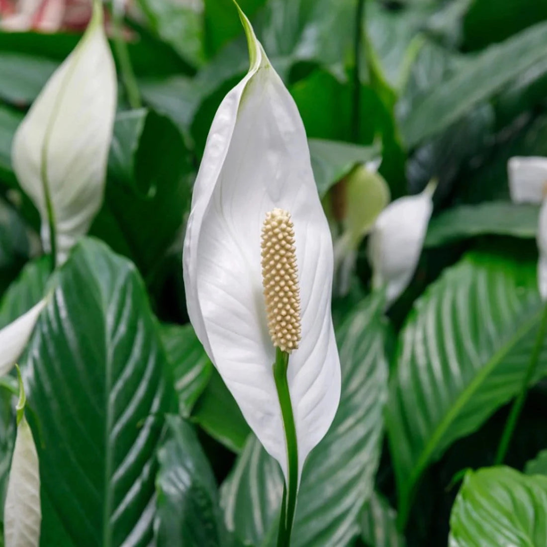 Peace Lily / Spathiphyllum Indoor Plant