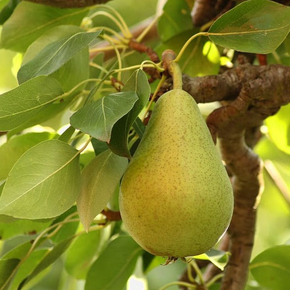 Pear (Nashpati) Grafted Fruit Live Plant – Seed2Plant