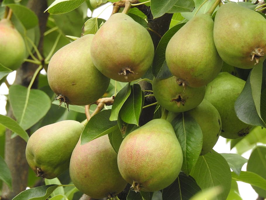 Pear (Nashpati) Grafted Fruit Live Plant