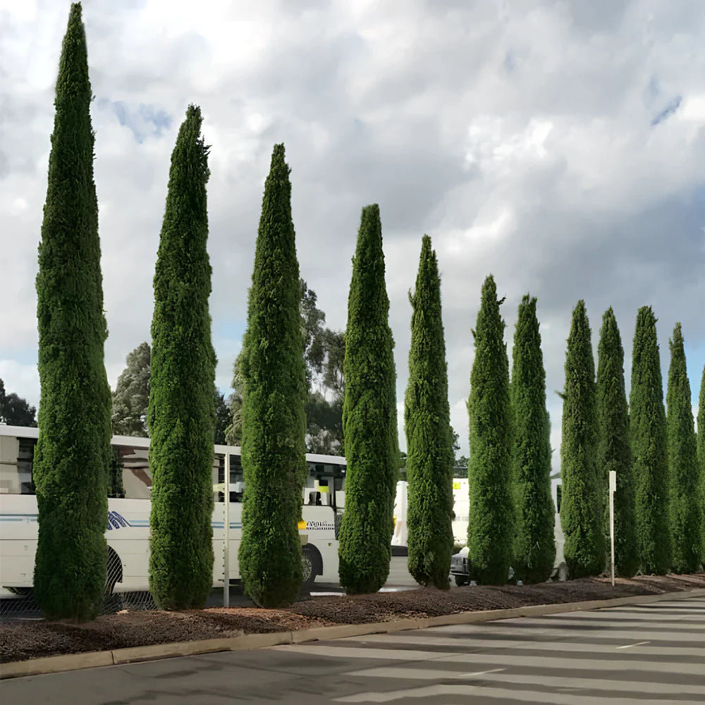 Pencil Pine (Mediterranean cypress) Ornamental Live Plant