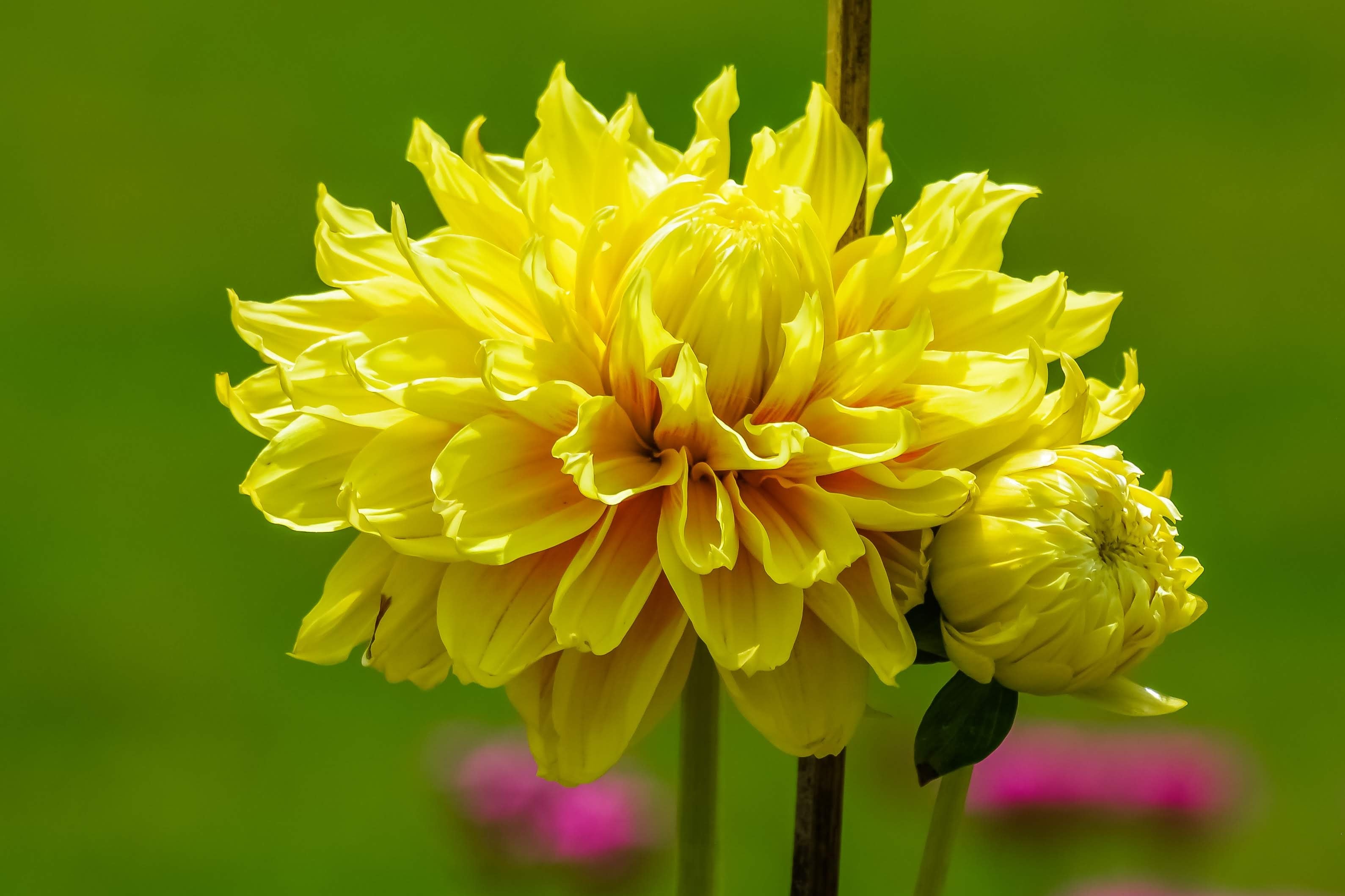 Yellow Dahlia Flowering Live Plant