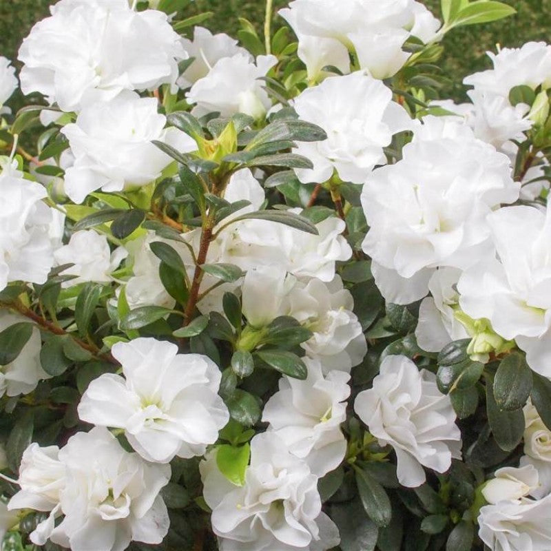 White Azalea Ruffle (Rhododendron) Rare Flowering Live Plant