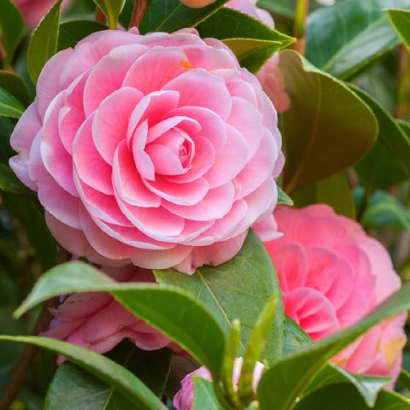 Camellia Pink (Tree Rose) Rare All Time Flowering Live Plant