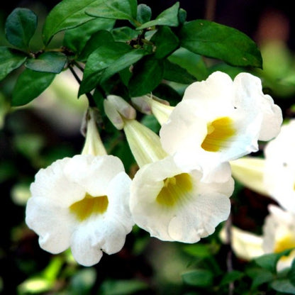 White Sky Vine (Thunbergia grandiflora alba) Climber / All Time Flowering Live Plant
