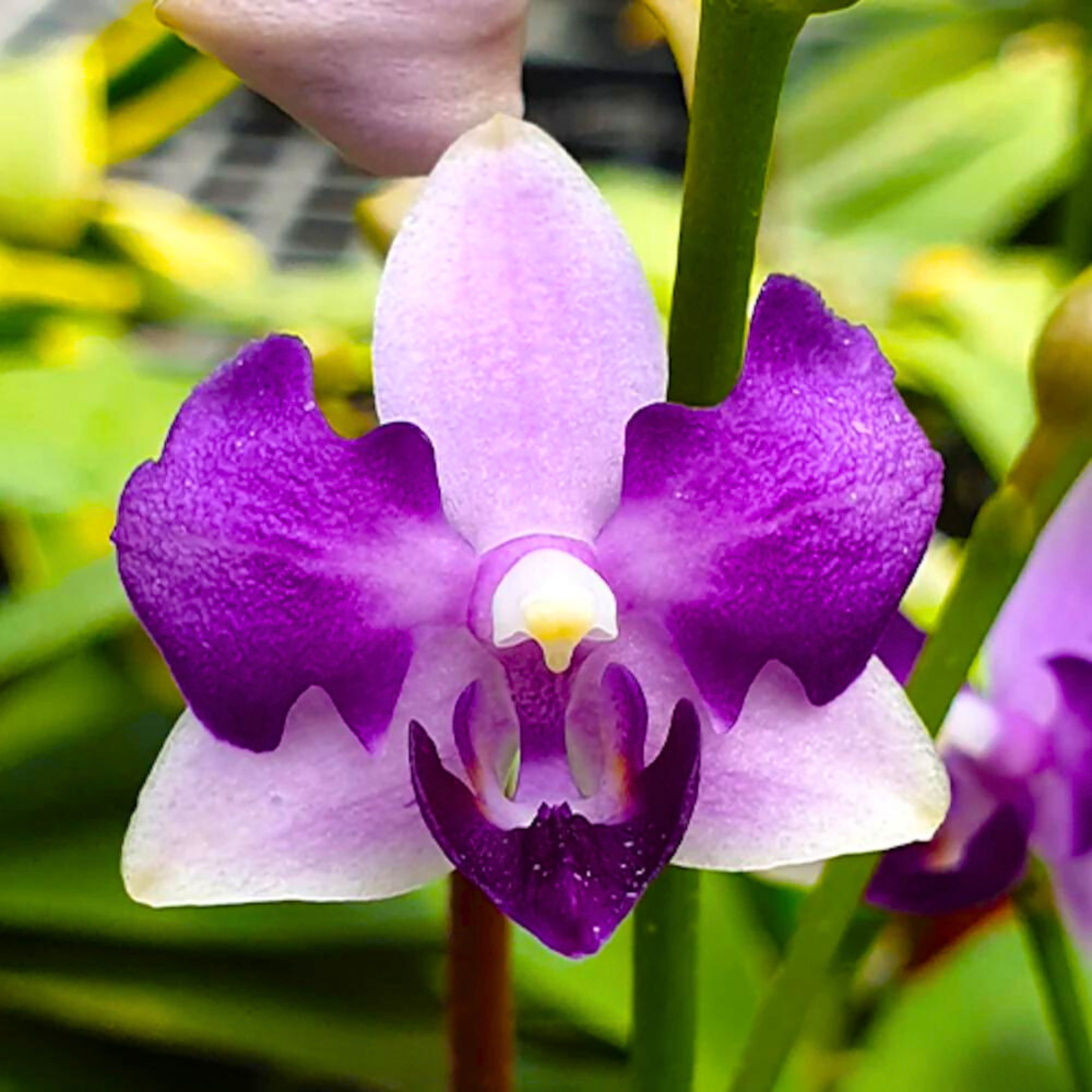 Phalaenopsis Tzu Chiang Sapphire