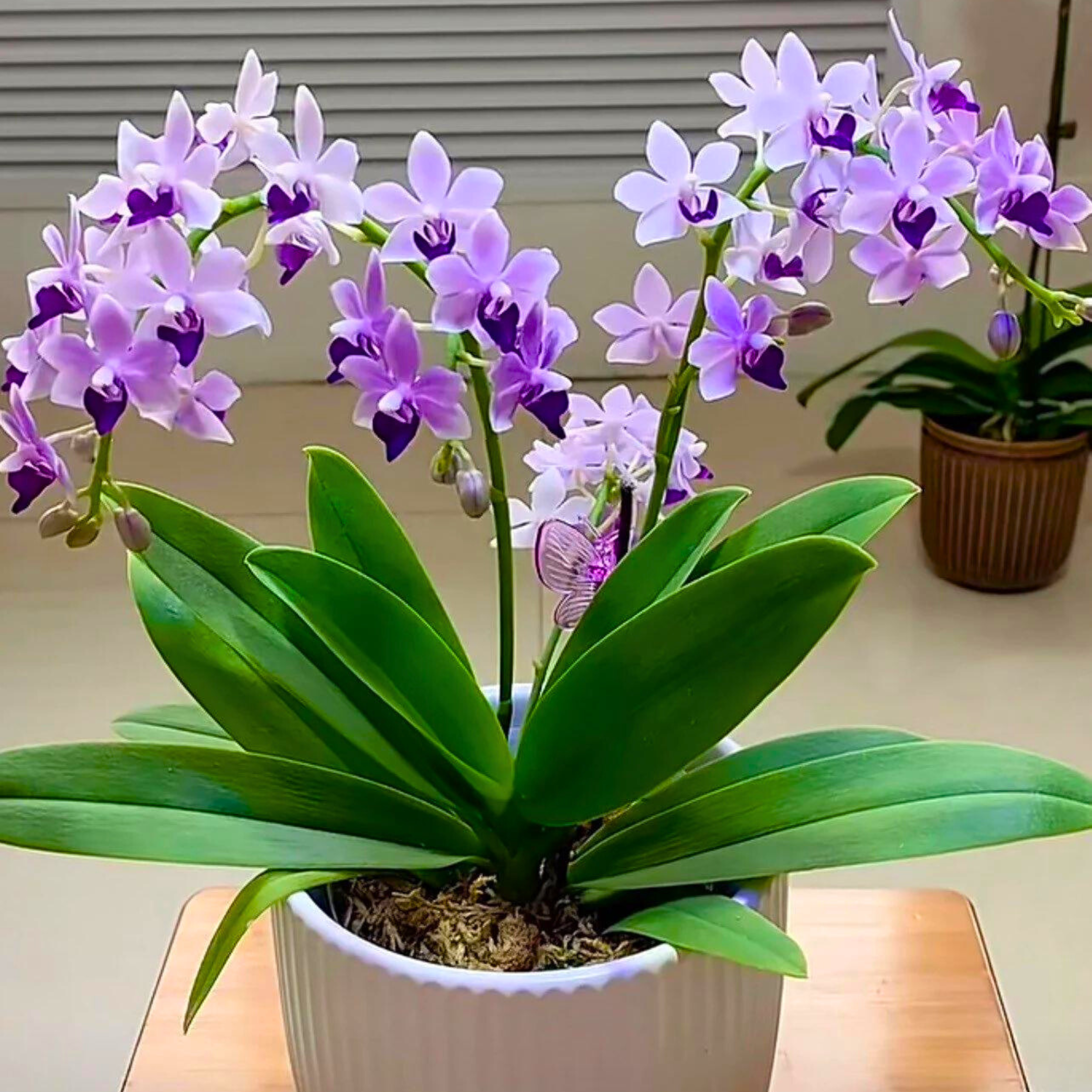 Phalaenopsis Tzu Chiang Sapphire