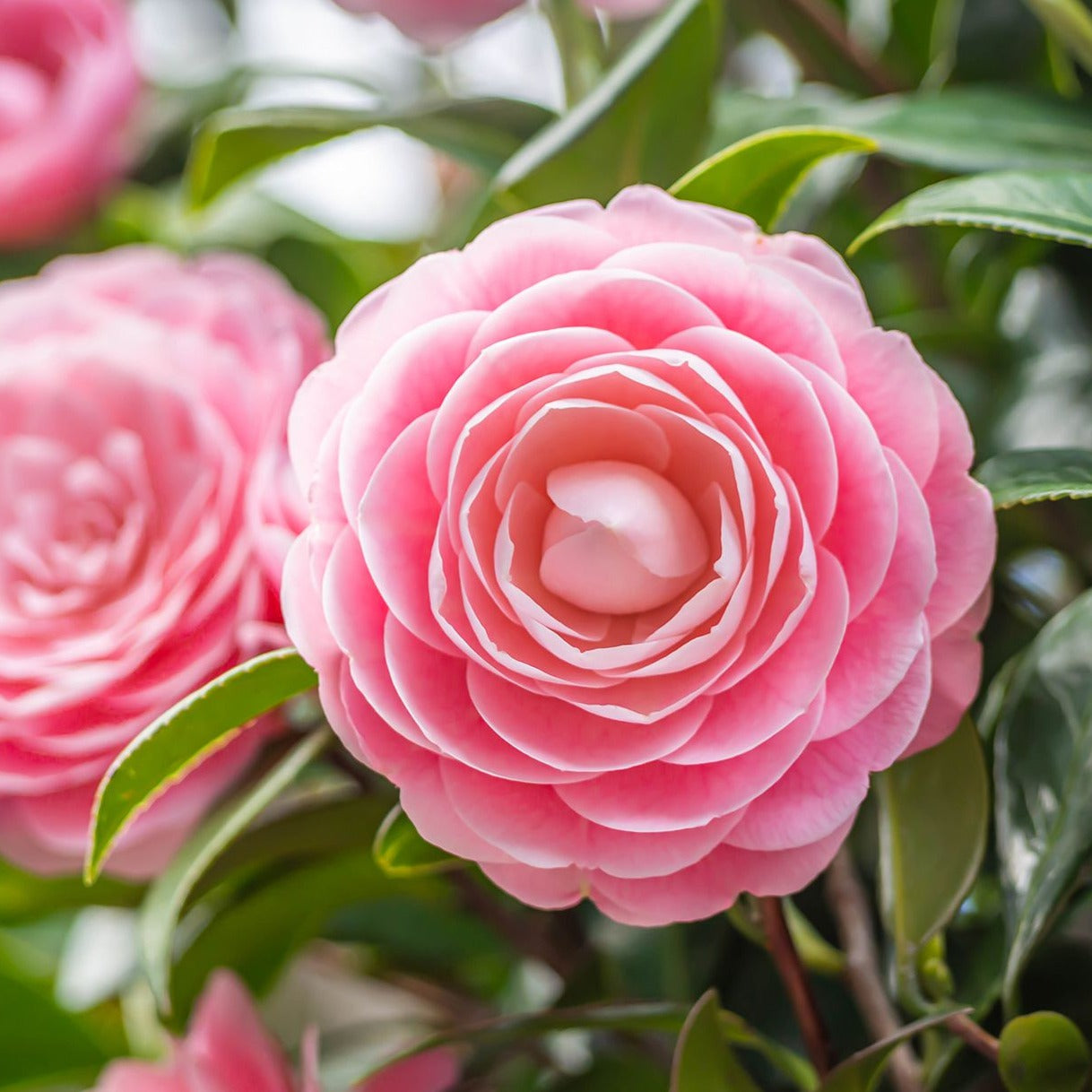 Camellia Pink (Tree Rose) Rare All Time Flowering Live Plant