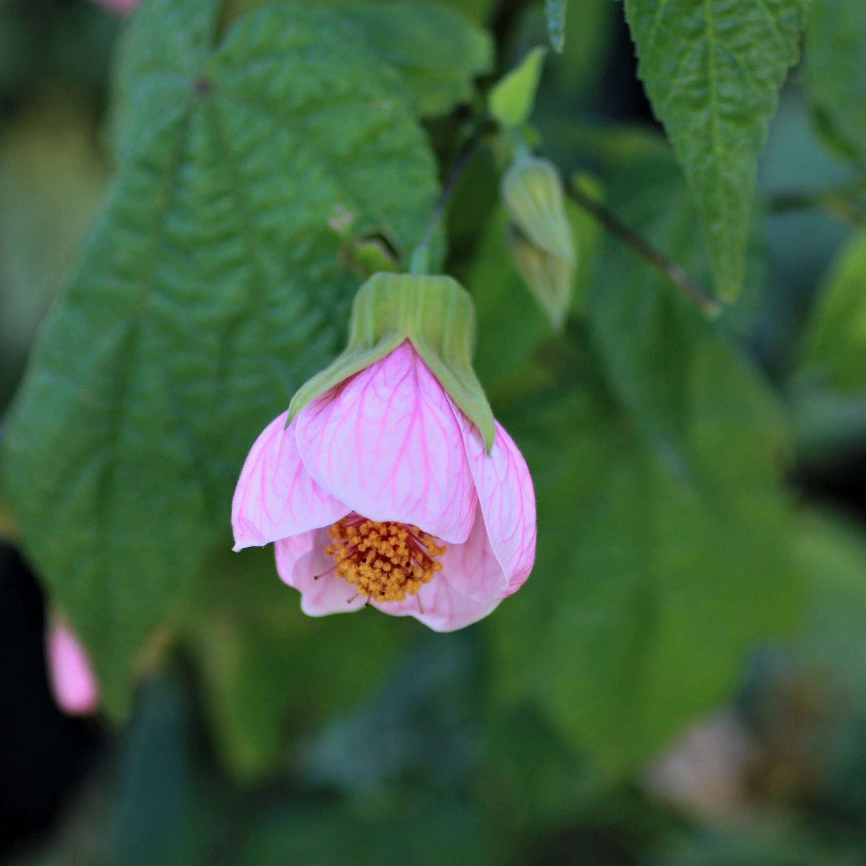 Pink Lantern Hibiscus Flowering Live Plant – Seed2Plant