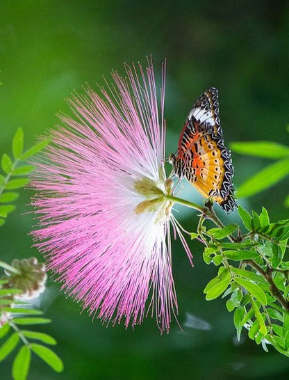 Calliandra Pink &amp; White (Calliandra Surinamensis) All Time Flowering Live Plant