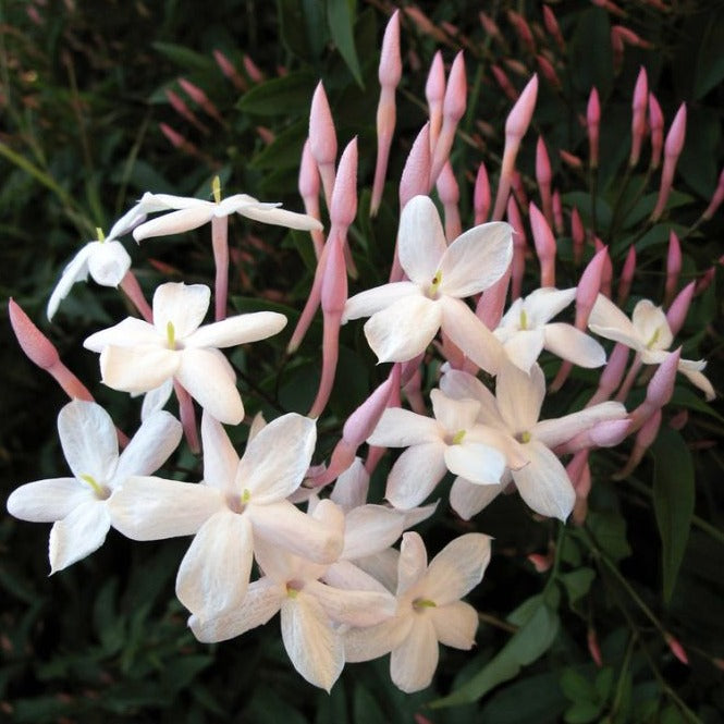 Fragrant Pink Jasmine (Jasminum polyanthum) Rare Live Plant