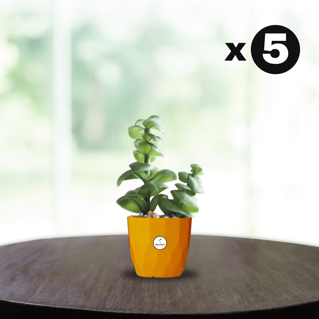 Indoor Tabletop Small Planter Plastic Pot - Yellow Colour
