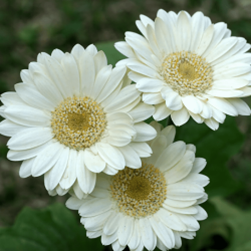 Gerbera White Flowering Live Plant Pot with Flowers