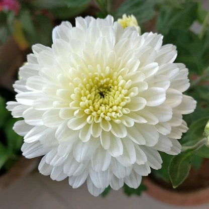 Dwarf White Chrysanthemum Flowering Live Plant - Pot with Flowers