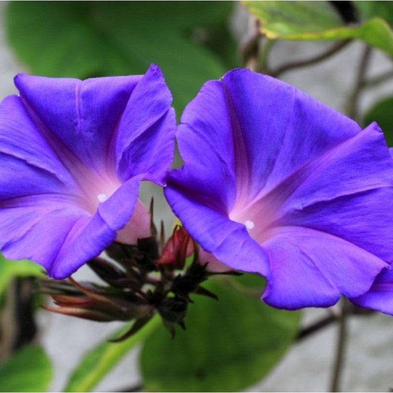 Morning Glory (Ipomoea) All Time Flowering Live Plant