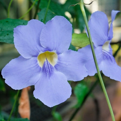 Blue Trumpet Vine (Thunbergia grandiflora) All Time Flowering Live Plant