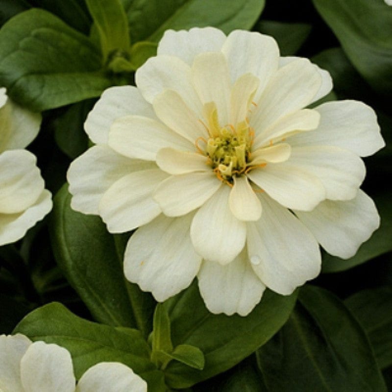 Zinnia White Flowering Live Plant
