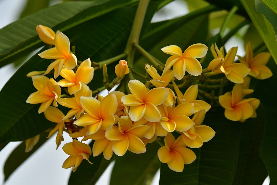 Plumeria Yellow (Frangipani) All Time Flowering Live Plant