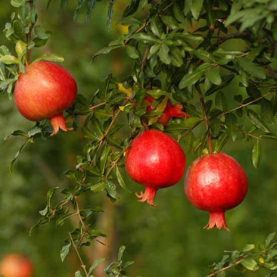 Pomegranate (Bhagwa) Grafted Fruit Plant With Flower