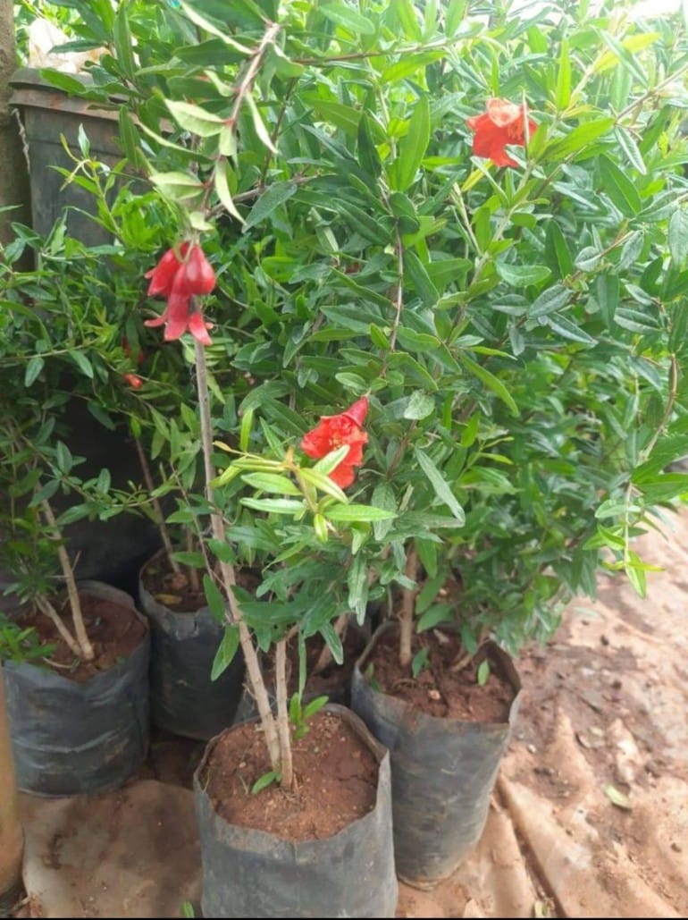 Pomegranate (Ganesh) Layered Fruit Plant With Flowers