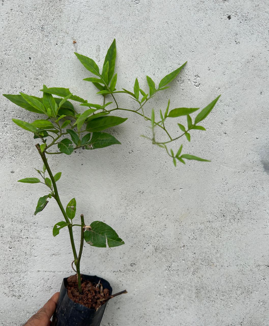 Potato Vine (Solanum Laxum) Flowering Creeper Live Plant