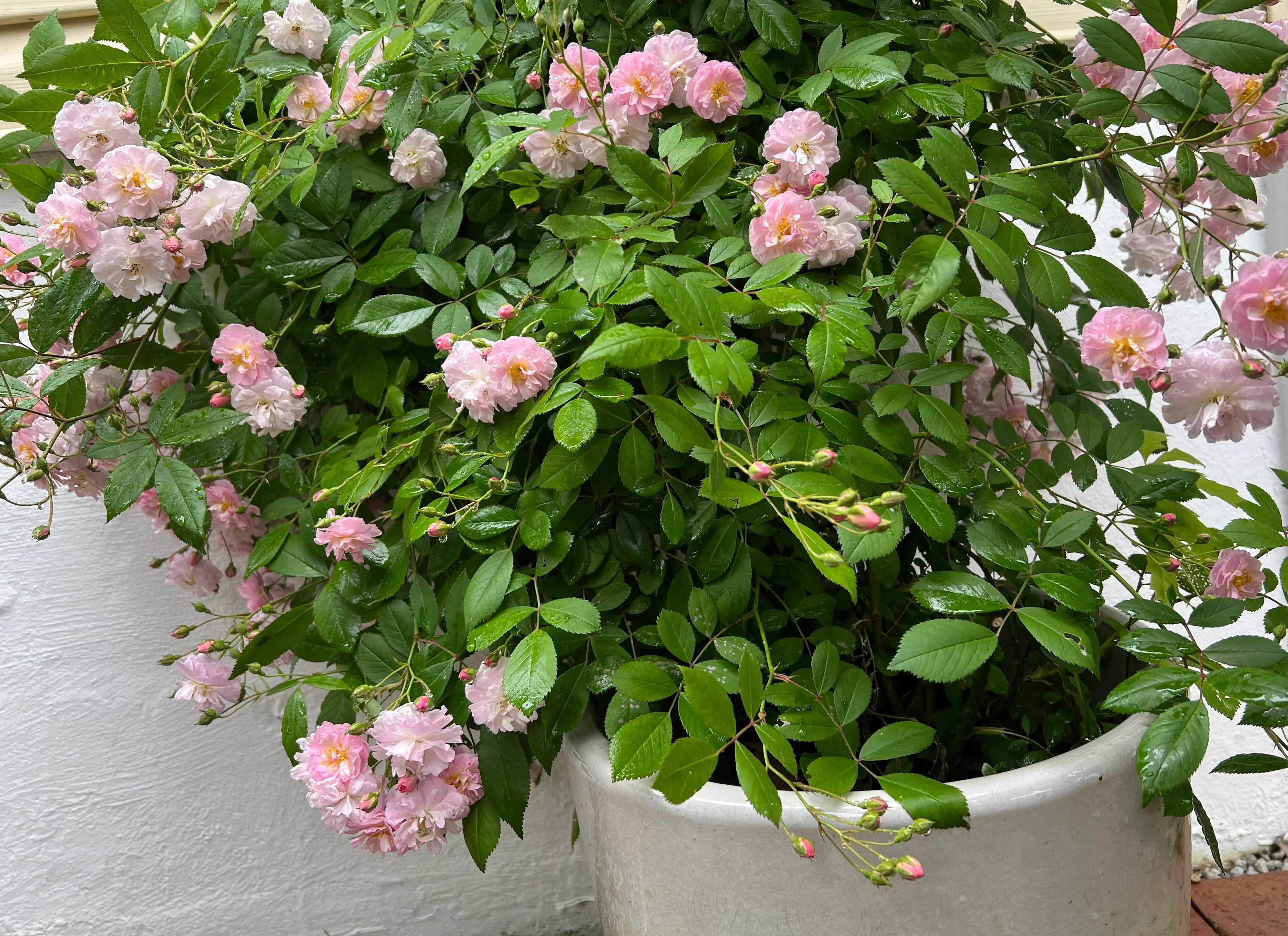 Perfume Breeze Creeper/Climber Rose Live Plant with Pot