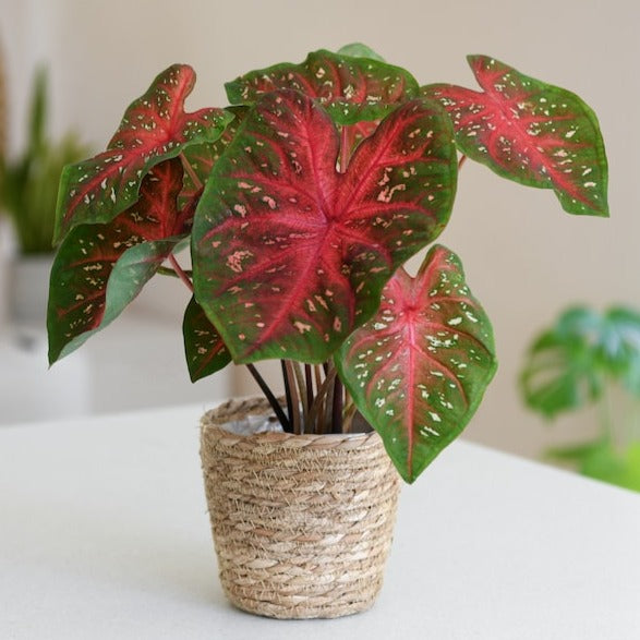 Caladium (Heart of Jesus) Ornamental Live Plant - with Pot