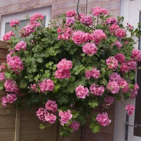 Geranium Ivy Pink Creeper/Climber Flowering Live Plant