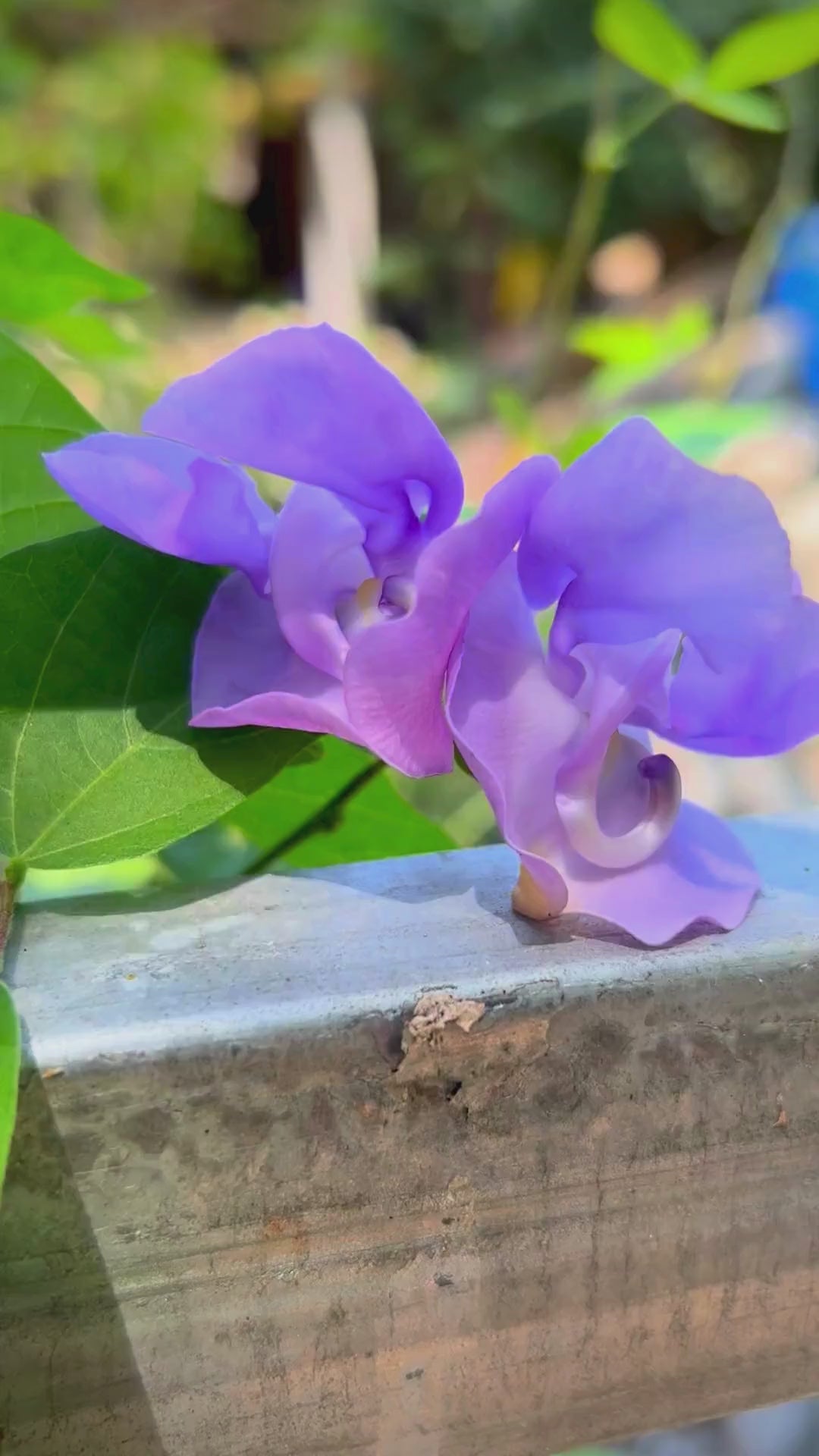 Ganesha vine / Snail vine (Vigna speciosa) Rare Flowering Live Plant