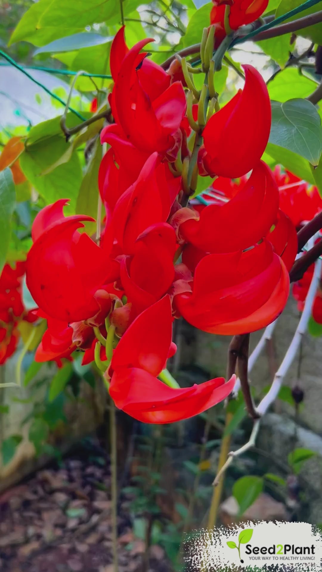 Red Jade Vine (Mucuna Bennettii) Layered Live Plant