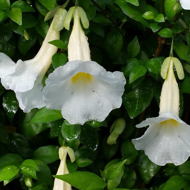 Thunbergia Erecta White All Time Flowering Live Plant